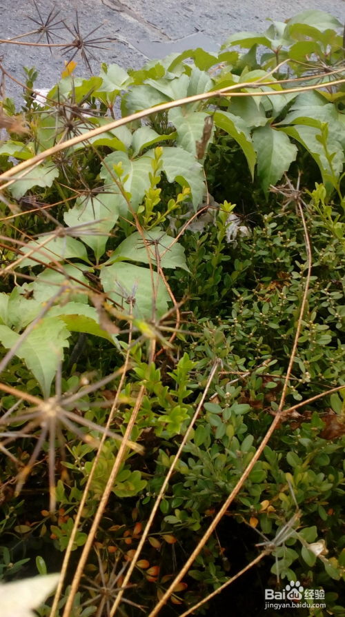  植物种子传播方式的多样世界--第1张