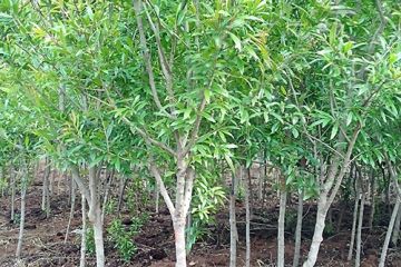  树苗价格查询--第1张