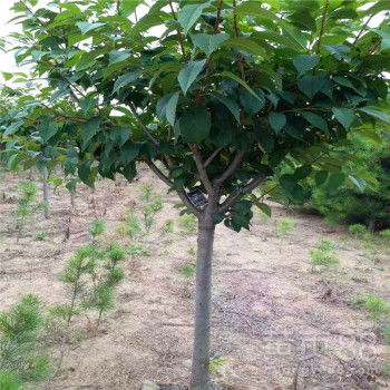  樱花树苗价格多少钱一棵，樱花树苗价格多少钱一棵，樱花树苗的价格因品种和规格而异。--第1张