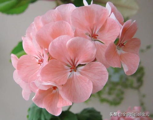  天竺葵花图片，绚丽多彩的花卉世界--第1张