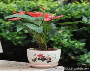  花卉火鹤的养殖方法，花卉火鹤的养殖技巧--第1张