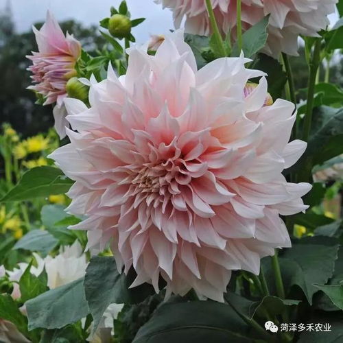  大丽花什么时候种植最好--第1张