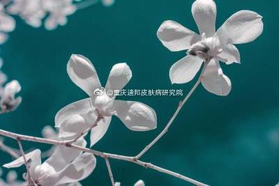  玉兰花的寓意禁忌--第1张