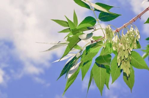  白蜡树开花图片大全--第1张