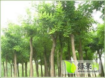  园林绿化树木报价，园林绿化树木报价，树木种类及价格分析--第1张