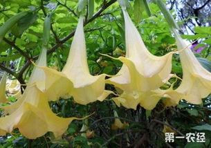  野生曼陀罗花图片，神秘与美丽的交织，野生曼陀罗花的神秘与美丽之花，曼妙之景的视觉盛宴--第1张