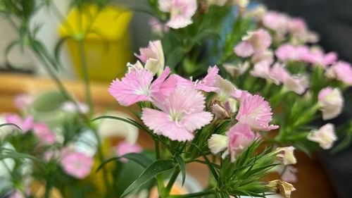  康乃馨就是石竹花吗，康乃馨与石竹花，同源异名的花卉之谜--第1张