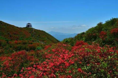  中国十大花卉市场排名--第1张