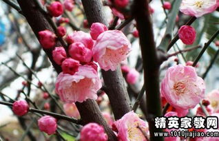  梅花的优美句子短句--第1张