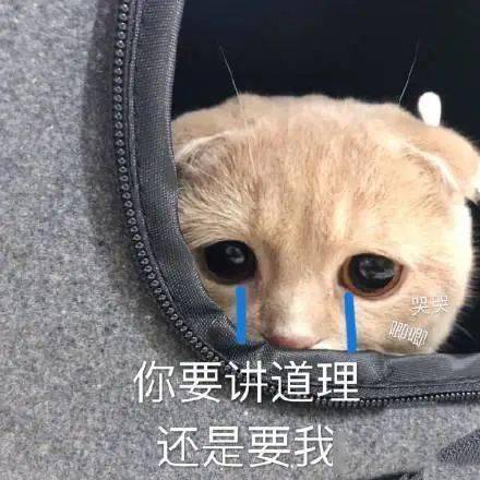  穿越时空的奇妙之旅，短剧皇上追来现代了全集观看，穿越时空追爱奇缘，皇上现代追妻记--第1张