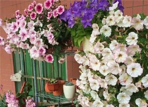  10种公认阳台最好养的花，10种公认阳台最好养的花有，太阳花、矮牵牛、太阳花酢酱草、天竺葵、虎皮兰、迷迭香、波士顿蕨、彩叶草、孔雀竹芋、虎耳草^[1]^。--第1张