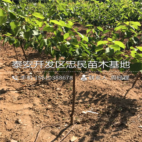 工程绿化苗木求购信息群——获取优质苗木资源，打造绿色生态工程--第1张