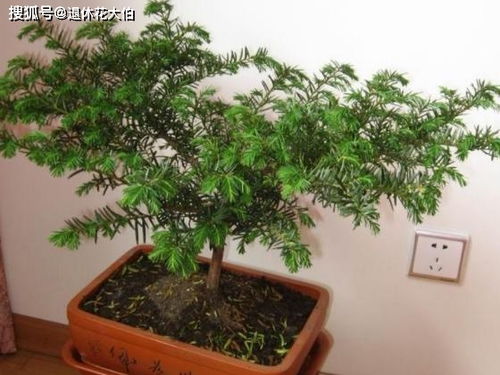  盆栽红豆杉怎么养比较好--第1张