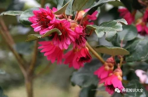  各种盆栽花卉的图片及花名，各种盆栽花卉的美丽展示，花名与图片大全--第1张