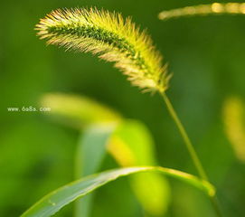  狗尾巴草的花语是什么意思--第1张