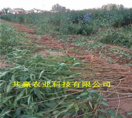  青海苗木求购信息网——一站式苗木交易平台--第1张