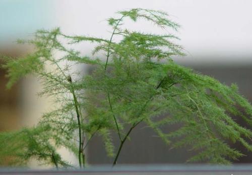  文竹开花是怎么回事，文竹开花的原因，自然生长现象。文竹开花是一种自然生长现象，与气候、土壤、光照等因素有关，与品种也有一定关系，所以文竹开花是正常的。--第1张