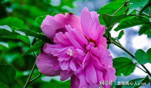  木槿花期的美丽与短暂--第1张