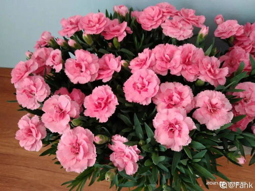  康乃馨开完花就会死吗，康乃馨开完花会不会死，康乃馨开完花植株可能会死亡，也可能不会。--第1张