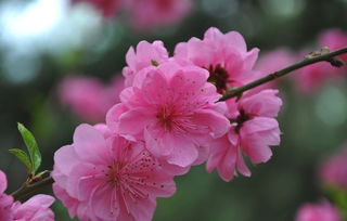  梅花寓意和象征意义吉祥，梅花寓意吉祥的象征意义--第1张