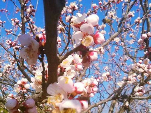  十二花神对应哪十二种花，十二花神对应的十二种花是，牡丹花神、兰花、荷花、菊花、梅花、杏花、桃花、桂花、茶花、水仙花和月季花。--第1张
