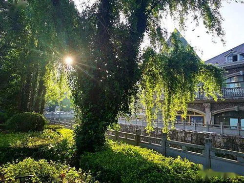  水杉果实图片，自然之美与生命的奇迹，水杉果实之美的生命奇迹，自然与生命的和谐画卷--第1张