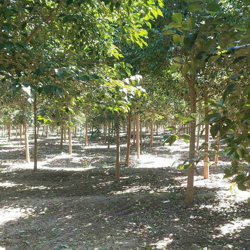  苗木价格在哪里查，苗木价格查询系统--第1张