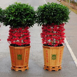  金玉满堂花的修剪技巧--第1张
