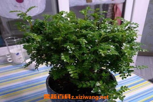  清香木与胡椒木的区别--第1张