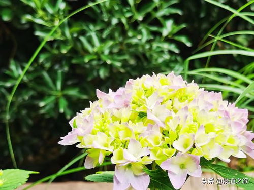  花语大全寓意爱情，爱情花语大全--第1张
