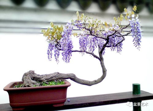  紫藤盆景图片，自然与艺术的完美结合，紫藤盆景，自然与艺术的完美融合--第1张