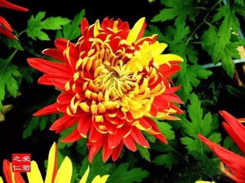  翠菊花，自然之美的独特诠释--第1张