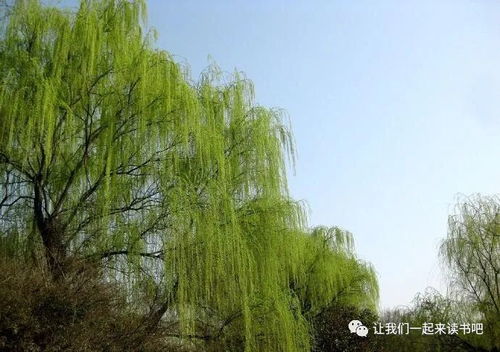  杨柳树图片——春日的诗篇，自然的画卷--第1张