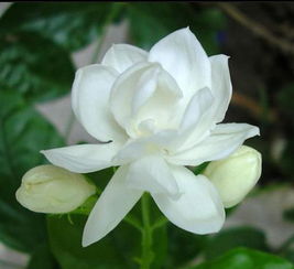  茉莉花花语唯美句子，茉莉花语，纯洁、清雅、友谊长存、坚贞、自信、淡然如水，清新脱俗，美丽如诗。茉莉花唯美句子，茉莉花开，清香淡雅，美丽如诗，让人心生敬意。--第1张