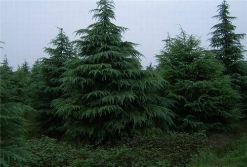 雪松树--第1张