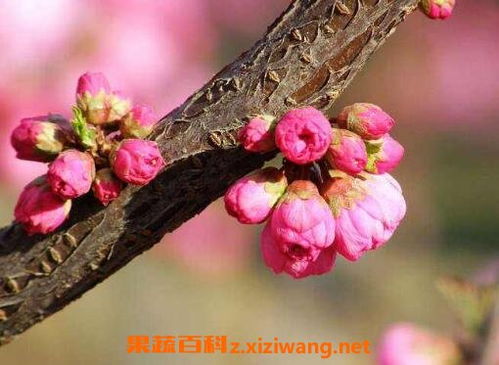  春天的三种常见花，绽放美丽，传递生机--第1张