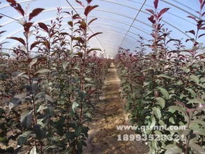  探秘苗木种子批发市场地址，一站式采购，轻松选购优质种子，探秘苗木种子批发市场，一站式采购，轻松选购优质种子之秘境--第1张