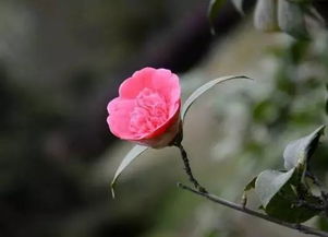  中国国花是什么时候定的，中国国花何时确定，目前并无定论--第1张