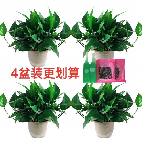  卧室净化空气最好的绿植，卧室净化空气最好的绿植，吊兰--第1张