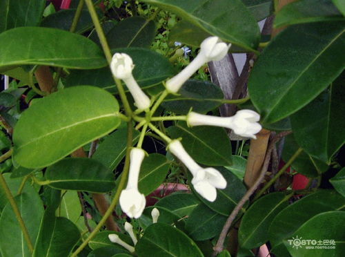 非洲茉莉的修剪方法，非洲茉莉的修剪技巧与注意事项--第1张
