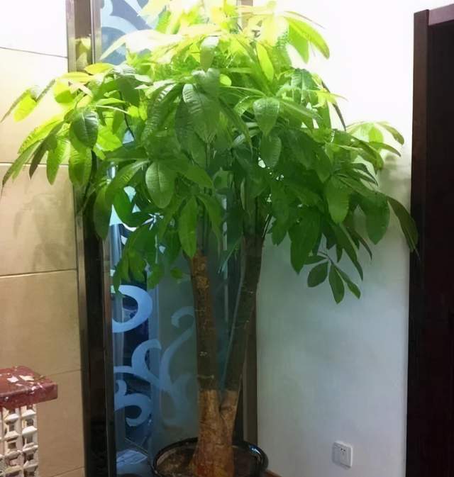  家里千万别养发财树，适合家养的室内植物，招财进宝的发财树--第1张