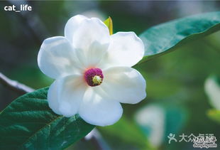  天女木兰提取物，揭示其潜在的保健与护肤功效，天女木兰提取物，揭示其潜在的保健与护肤功效的秘密花园--第1张
