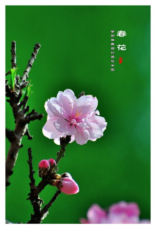  春天的花朵，二年级的美丽之选，春天的花朵，二年级学生的美丽之选--第1张