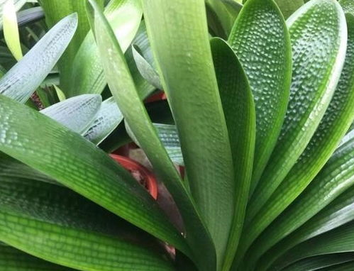  君子兰怎样才能开花？5个诀窍--第1张