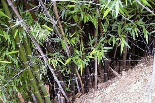  孝顺竹的功效与作用，孝顺竹的功效与作用，改善睡眠、清热解暑、美化家居--第1张