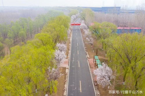  红叶李花的美丽与魅力，红叶李花，绚烂的美丽与独特的魅力--第1张