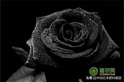  黑玫瑰的寓意，永恒的爱，独特的美--第1张