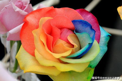  七彩玫瑰的寓意，七彩玫瑰的花语， 珍惜身边人、等待爱情、 玫瑰代表爱情，而七彩玫瑰的花瓣有七种颜色，象征着多彩多姿的爱情，也寓意着珍惜身边人。--第1张