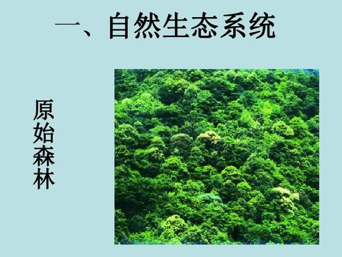  小叶栎，自然界的瑰宝，生态系统的守护者，生态守护者的自然瑰宝--第1张