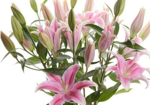  ，粉色百合花代表什么意思，粉色百合花，爱情与温馨的象征--第1张